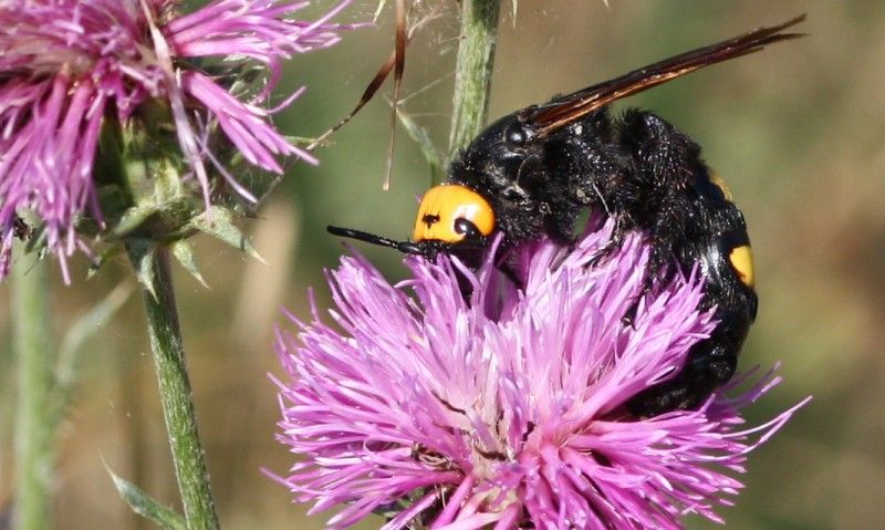 Scoliidae: femmina di Megascolia maculata flavifrons